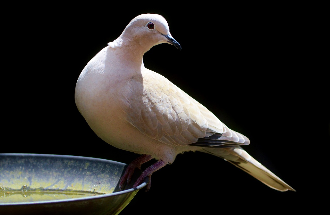 dove bird feather free photo