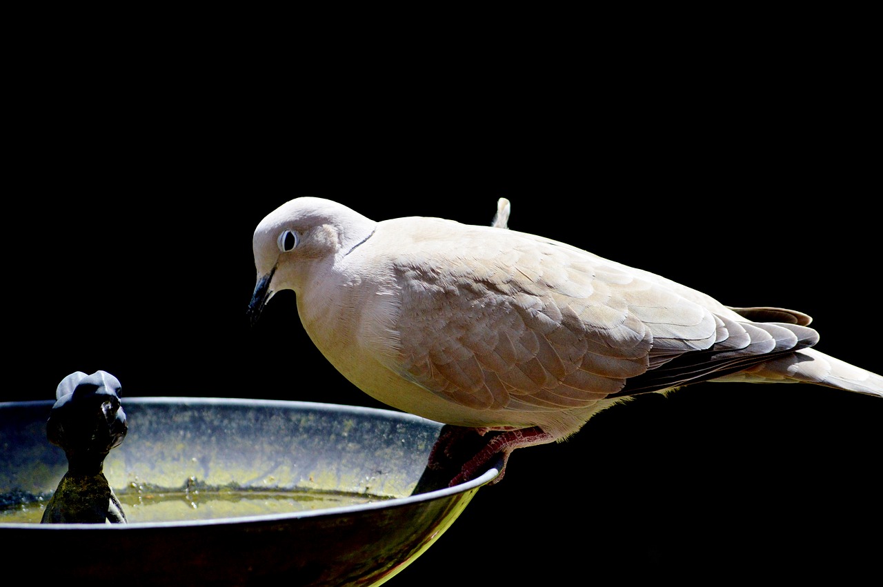 dove bird feather free photo