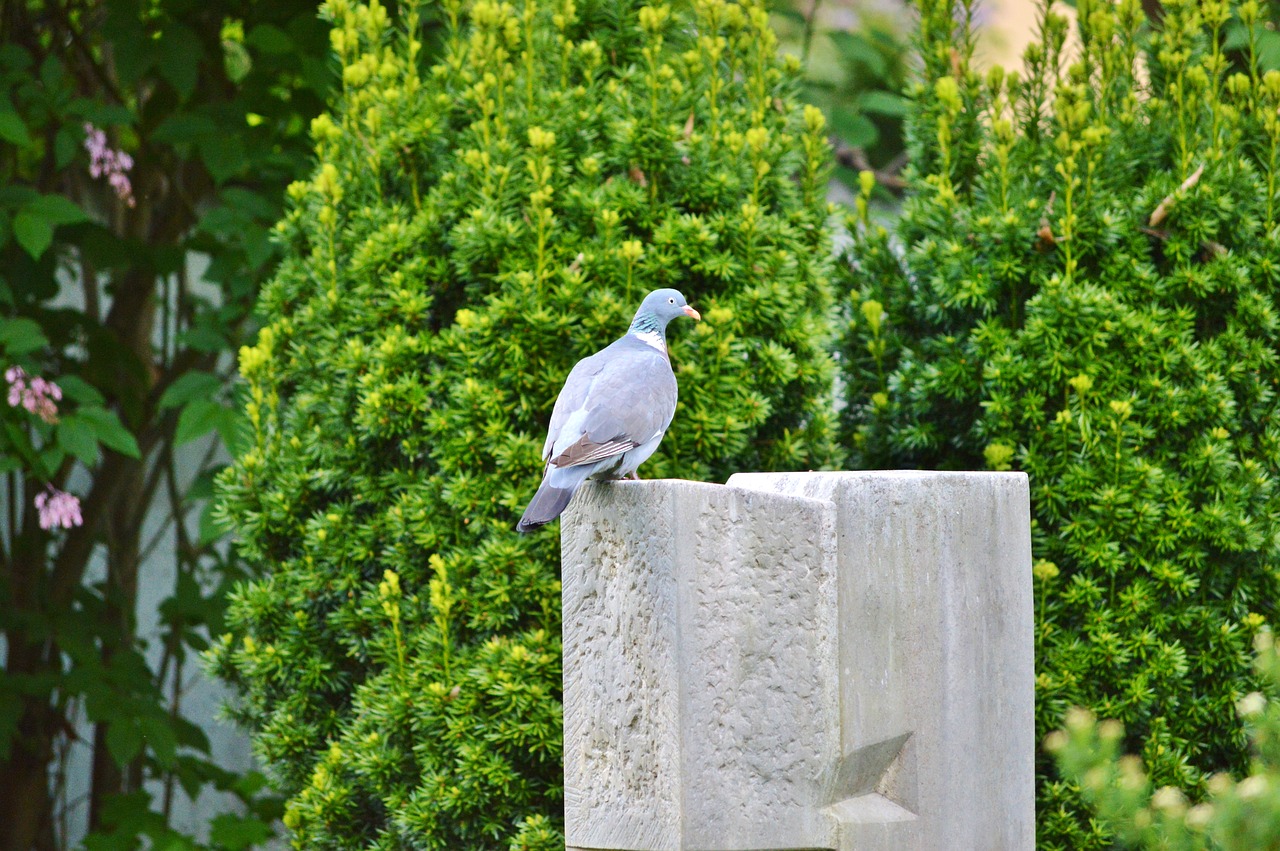 dove bird feather free photo