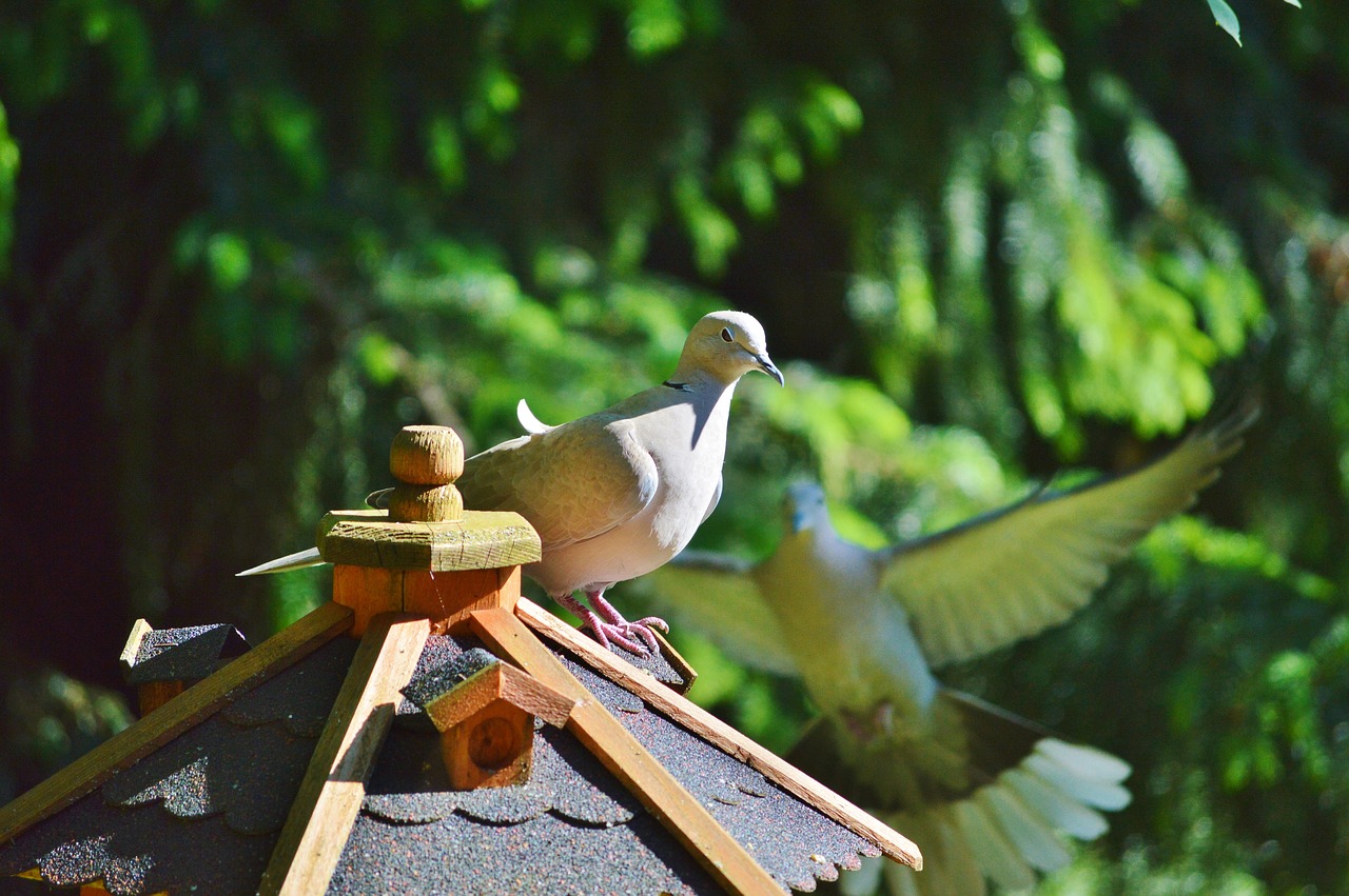 dove bird collared free photo