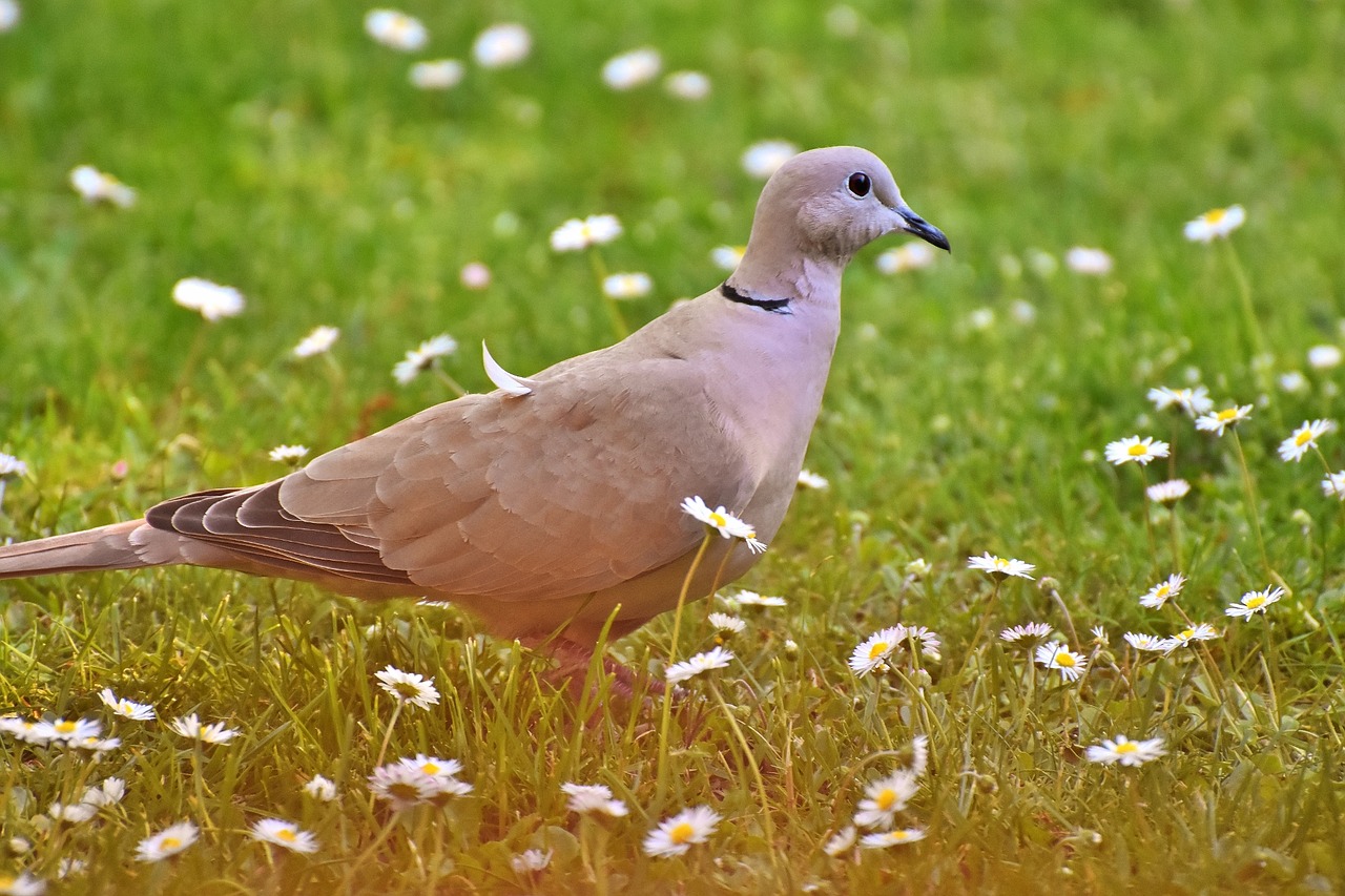 dove collared bird free photo