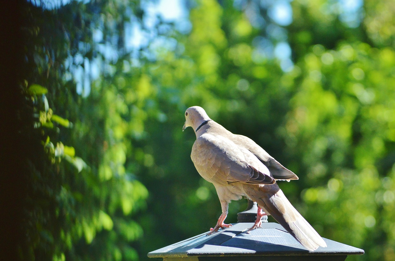 dove bird collared free photo