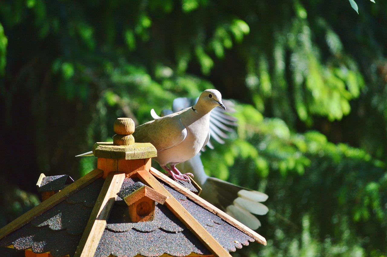 dove bird collared free photo