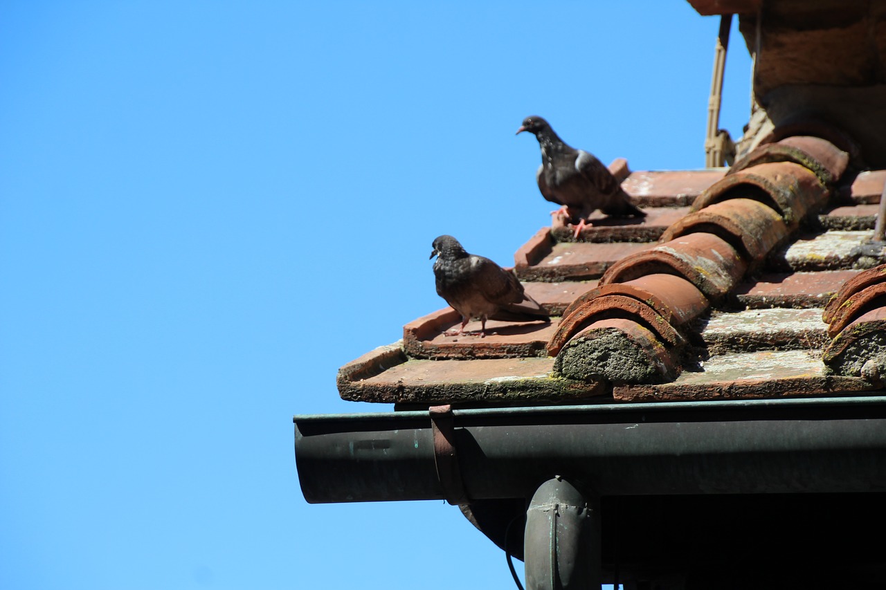 dove pigeons roof free photo