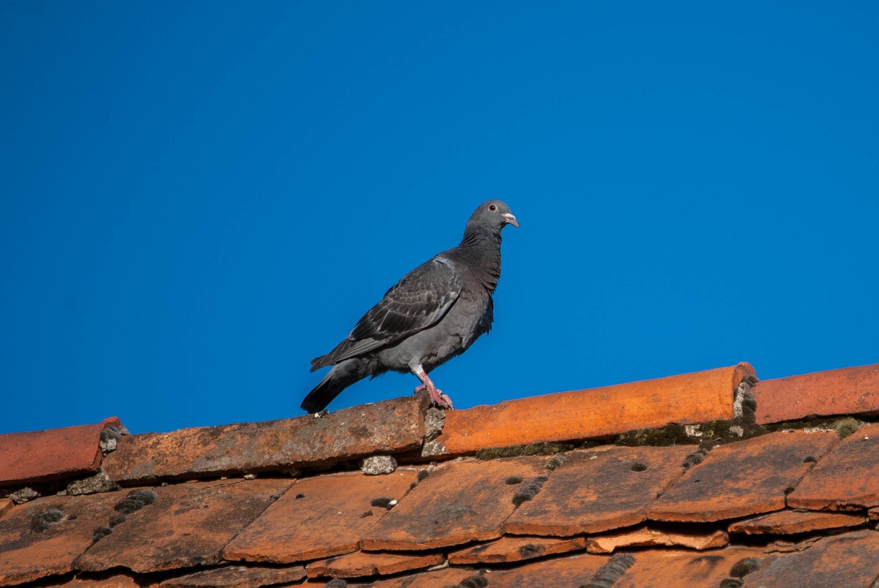 dove the roof of the sky free photo