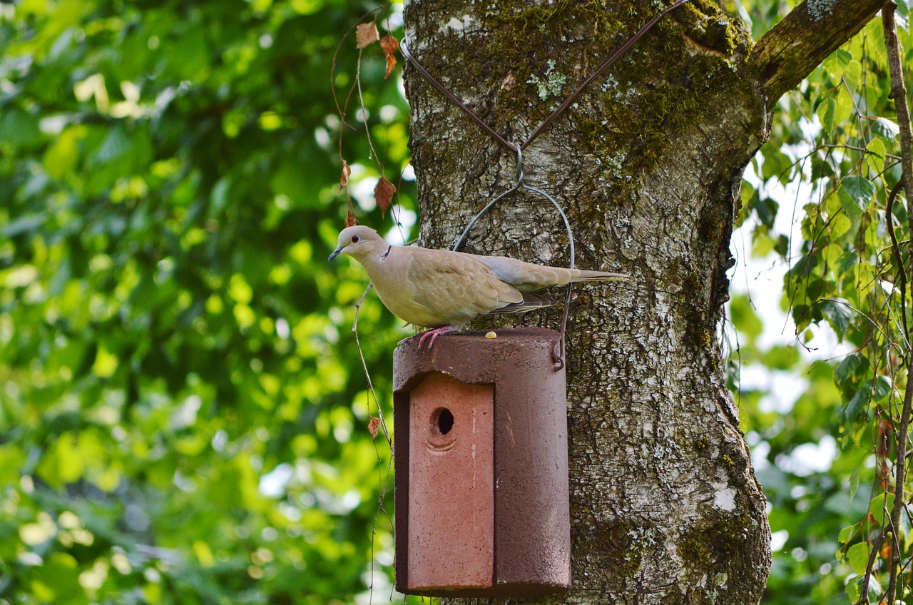 dove bird collared free photo