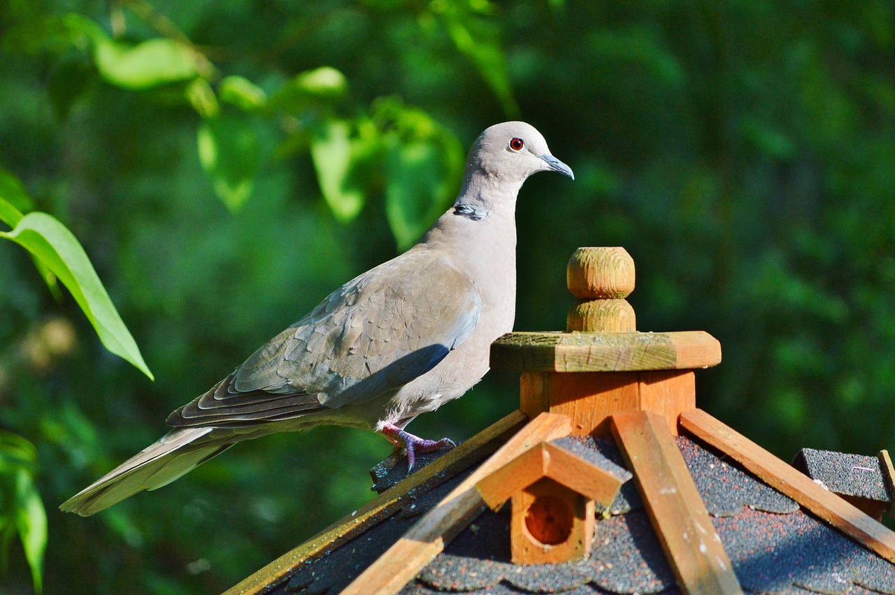 dove bird collared free photo