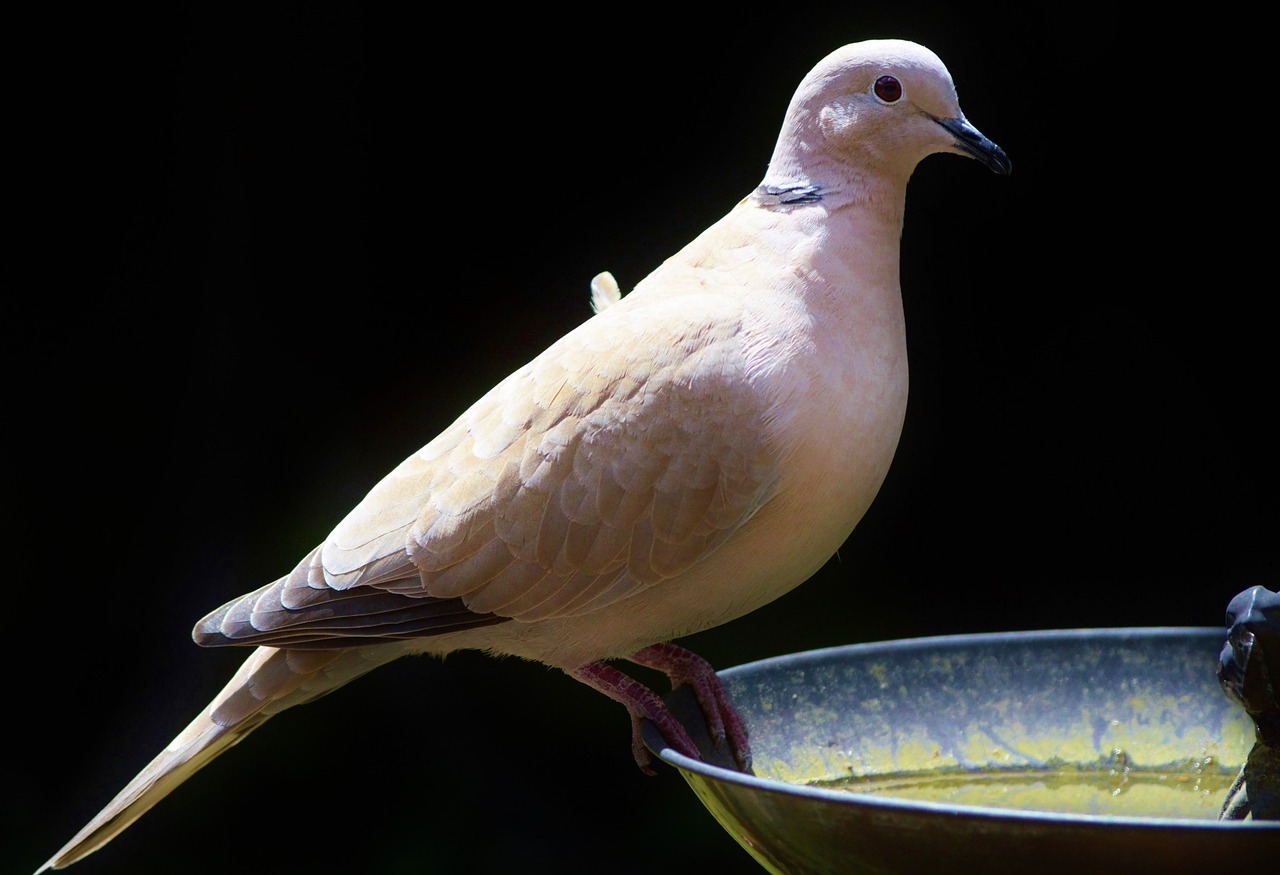 dove bird collared free photo