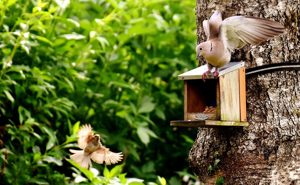 dove bird food free photo