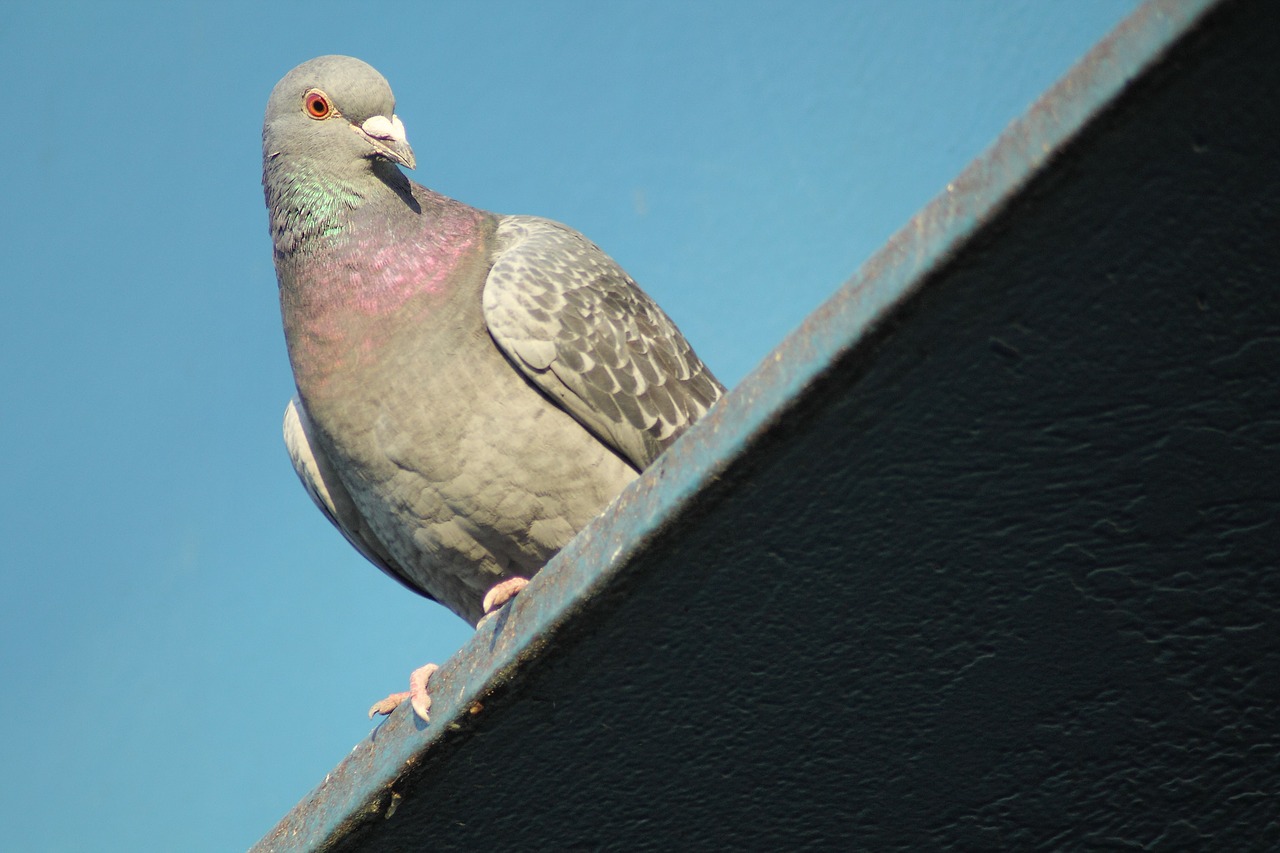 dove pigeon birds bird free photo