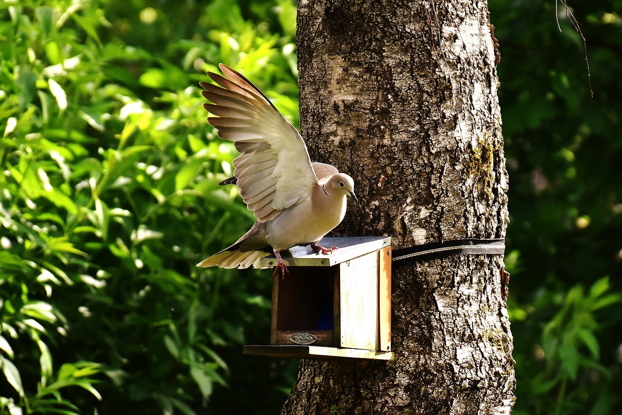 dove bird food free photo