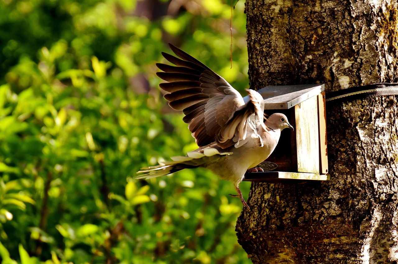 dove bird food free photo