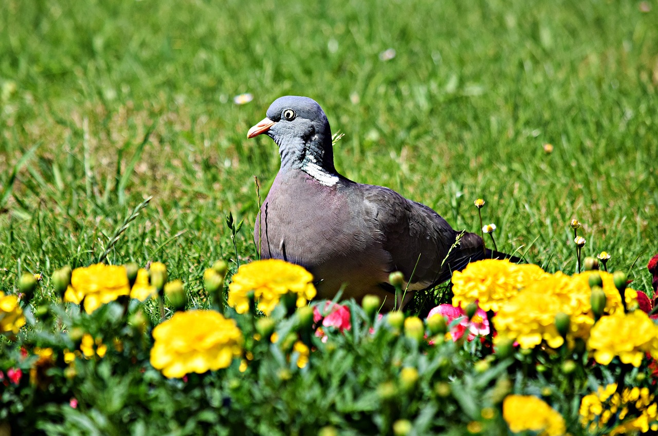 dove bird park free photo