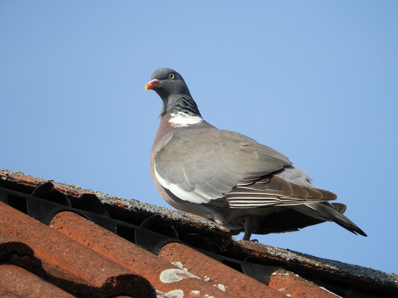 dove roof bird free photo