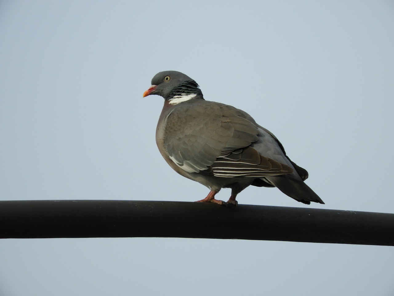 dove bird feather free photo