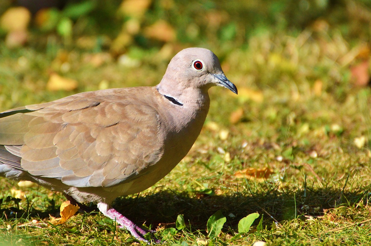 dove collared bird free photo