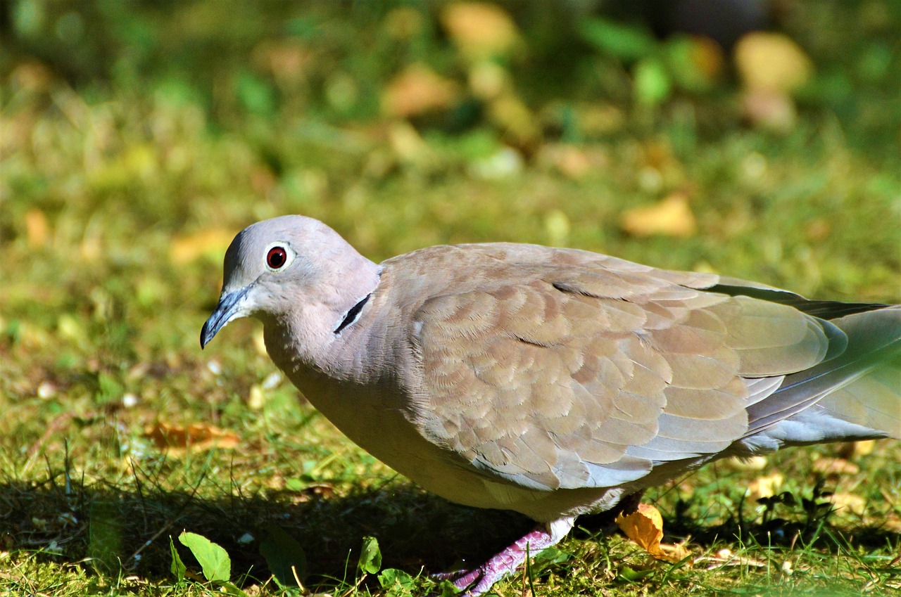 dove collared bird free photo