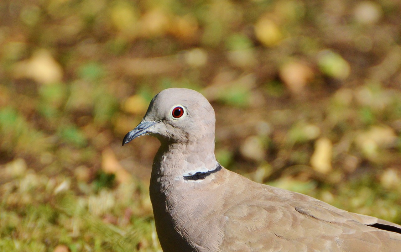 dove collared bird free photo