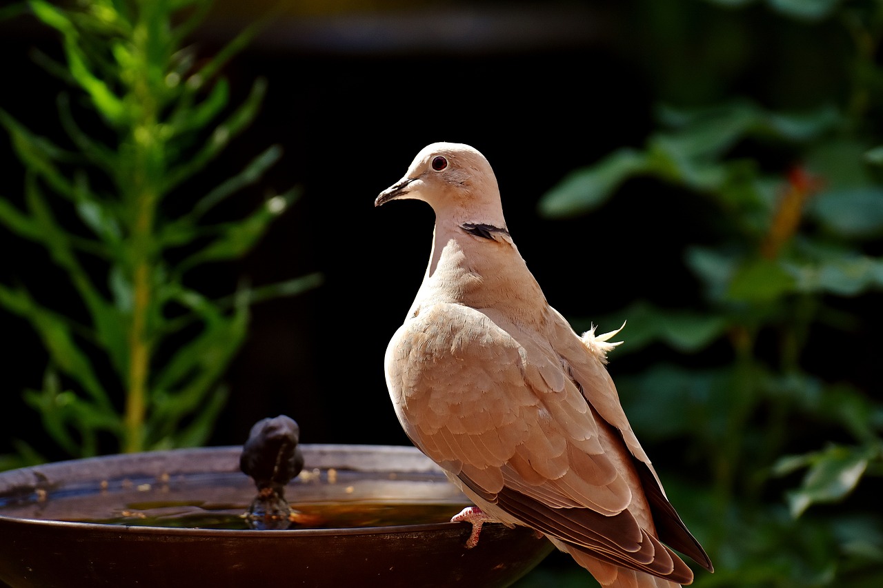 dove collared bird free photo