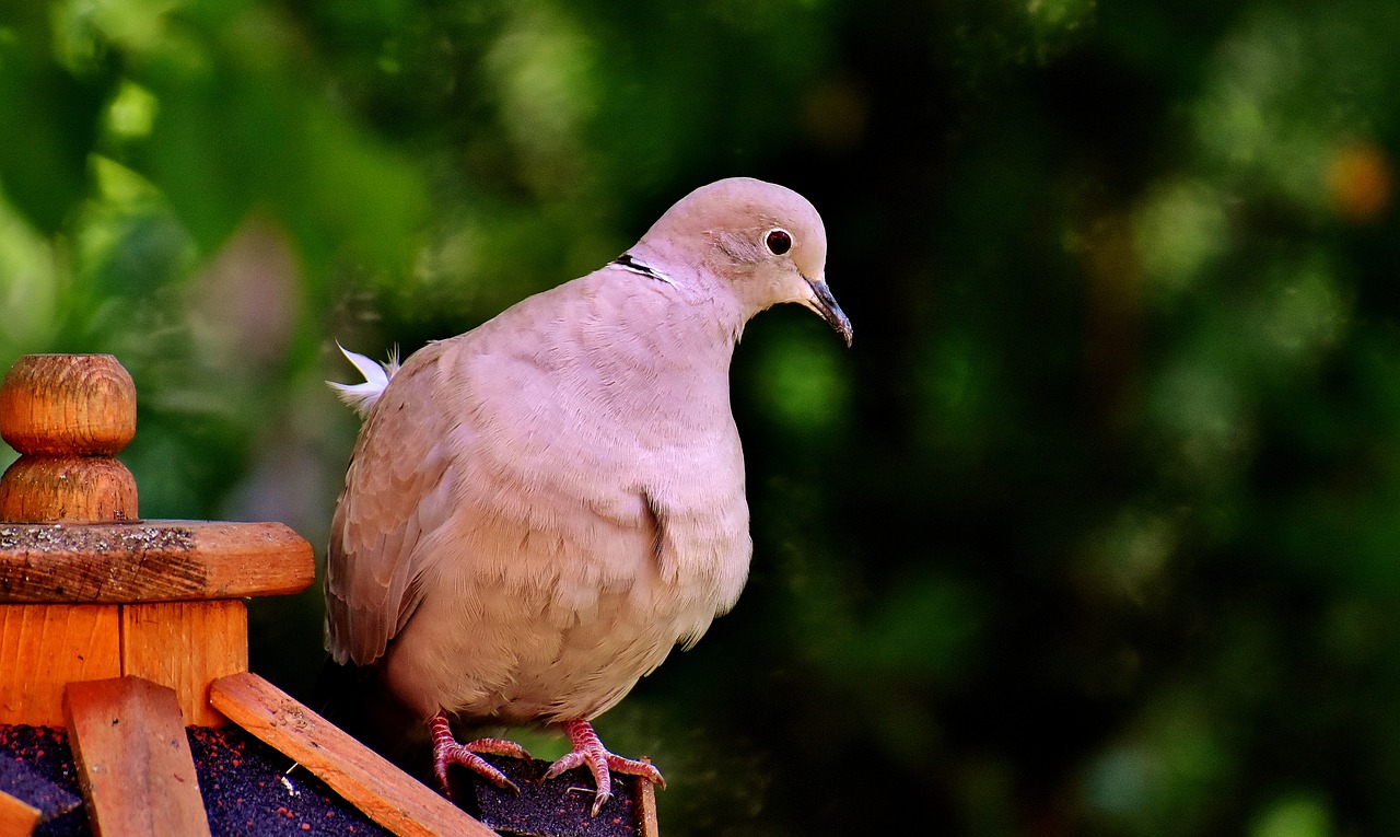 dove collared bird free photo