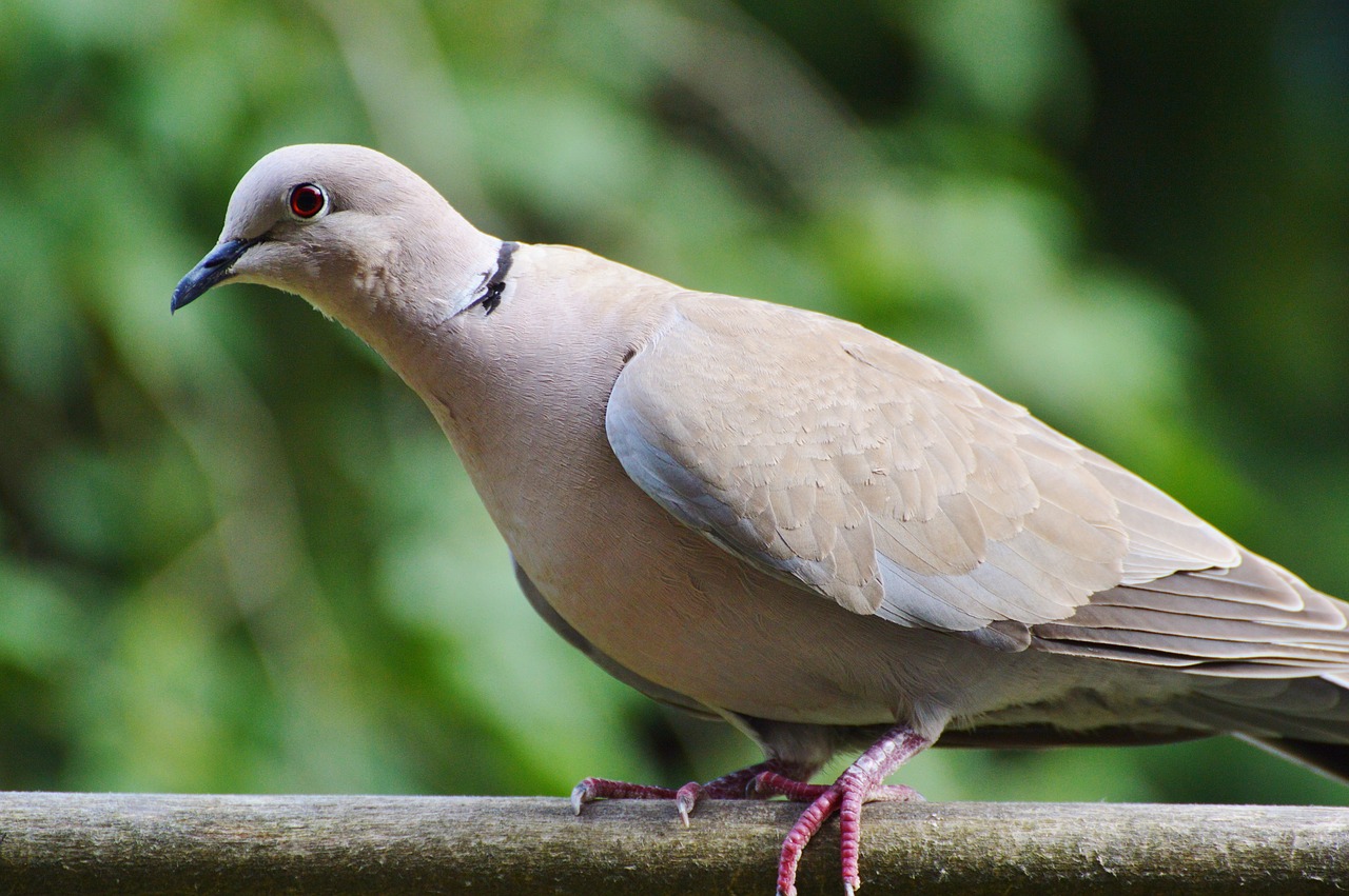 dove collared bird free photo