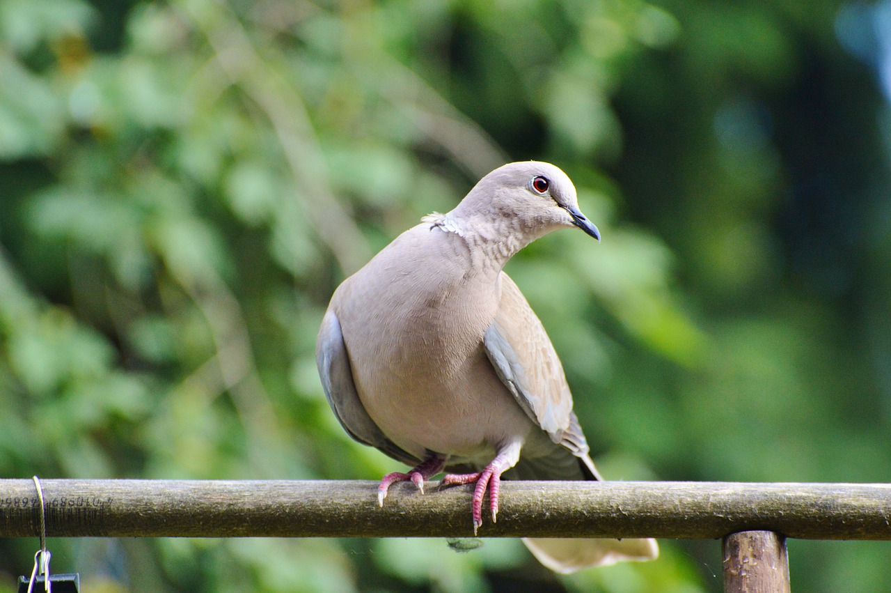 dove bird street deaf free photo