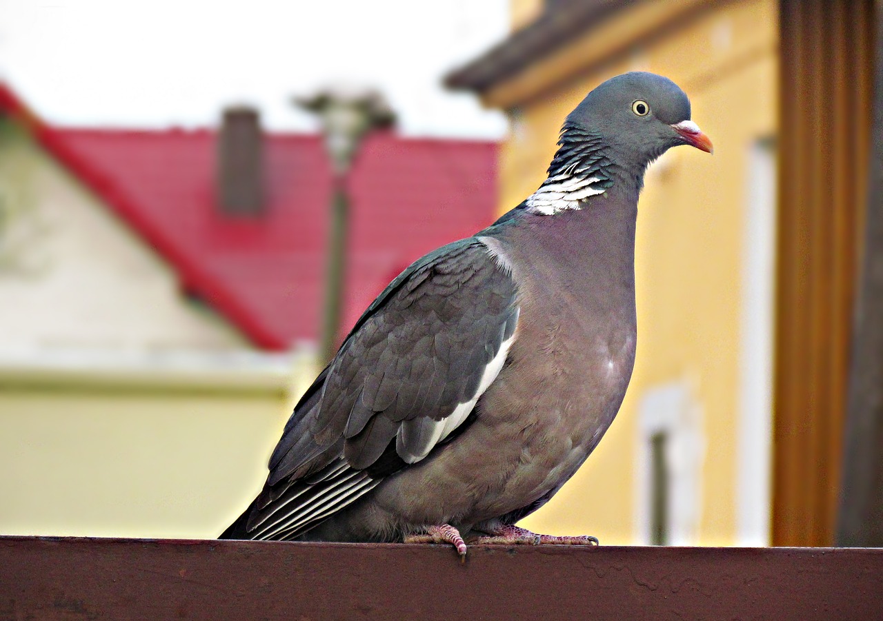 dove birds nature free photo