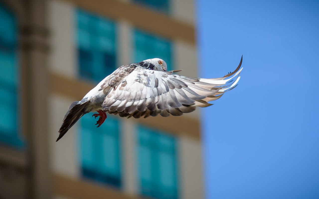 dove bird nature free photo