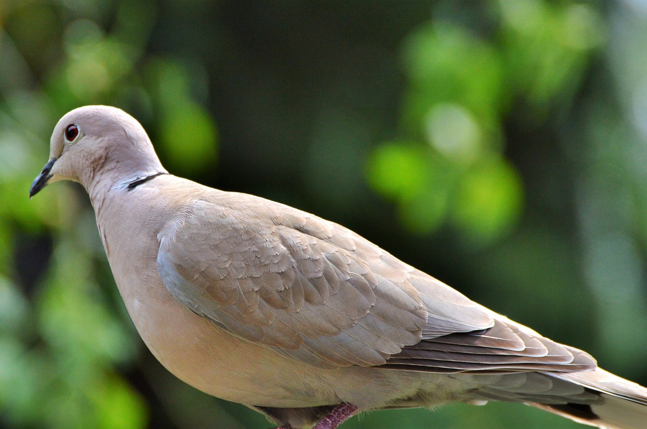 dove collared bird free photo