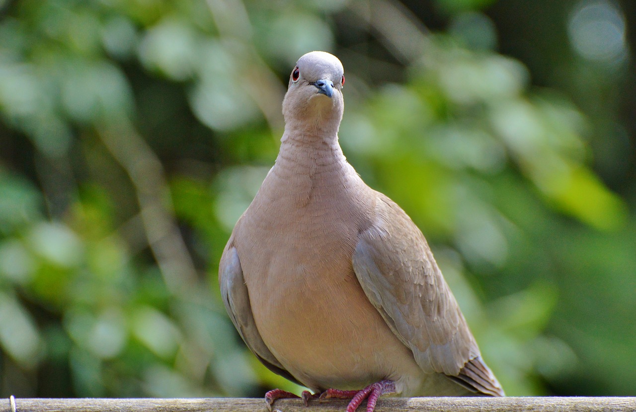 dove collared bird free photo