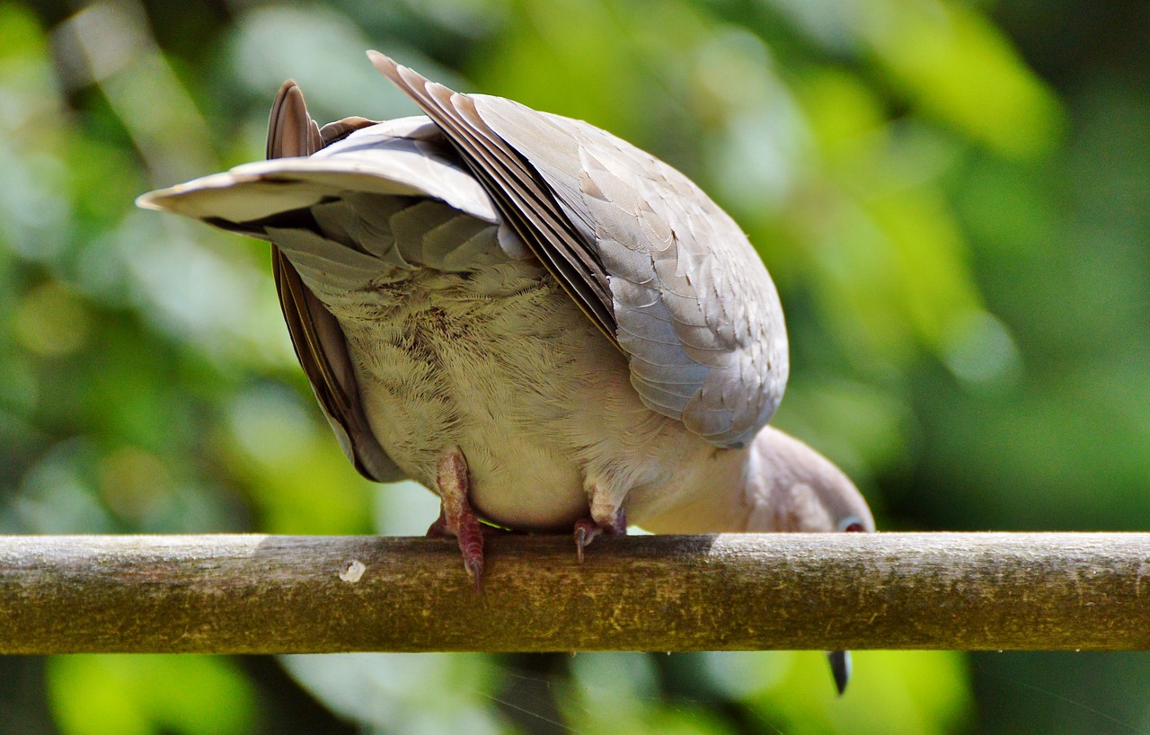 dove collared bird free photo