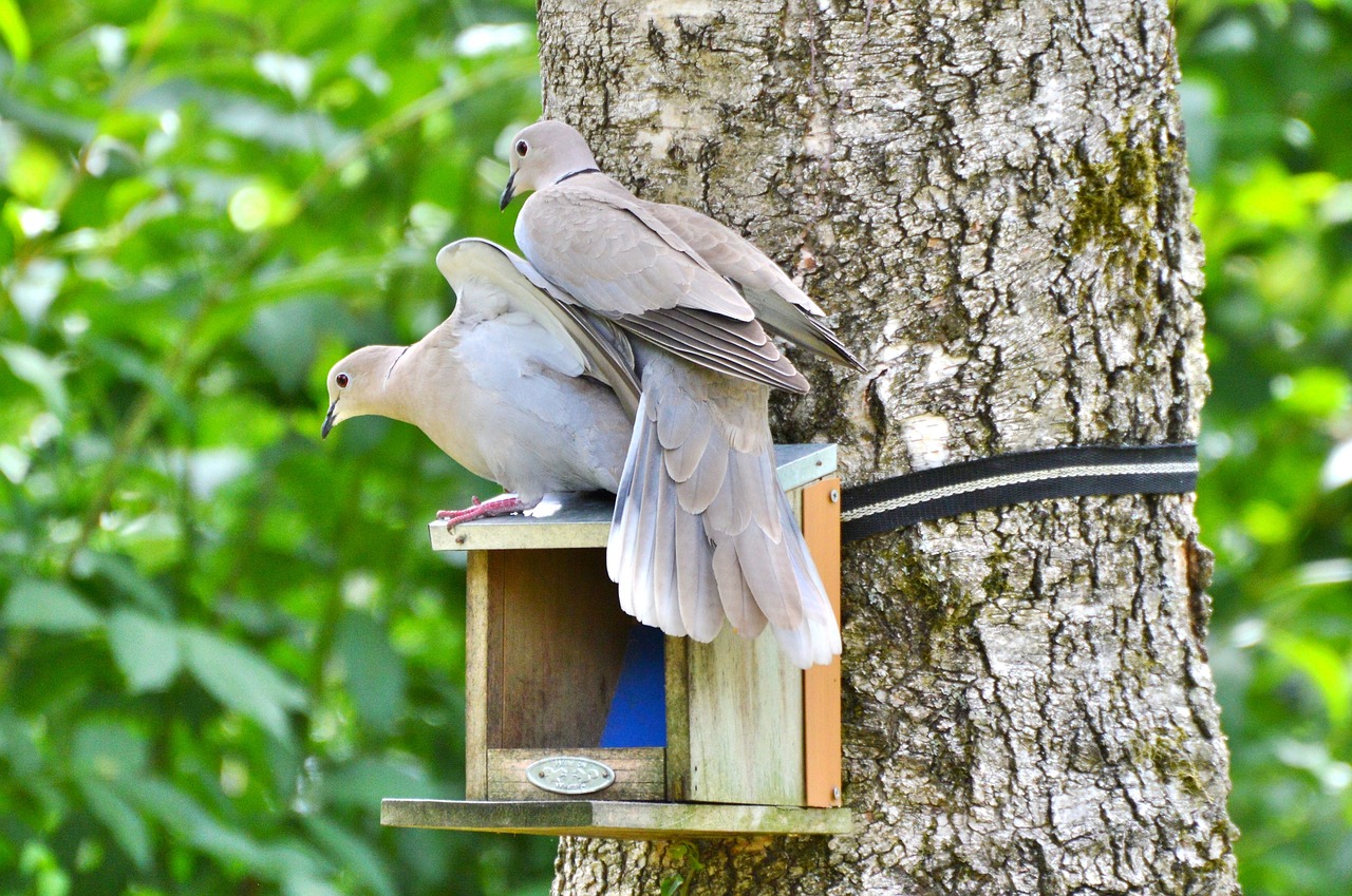 dove collared bird free photo