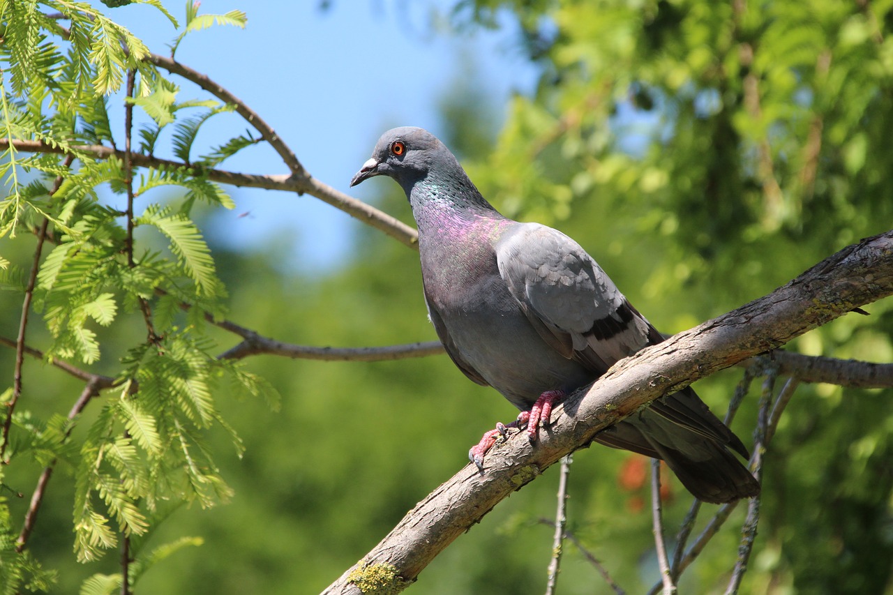 dove branch bird free photo