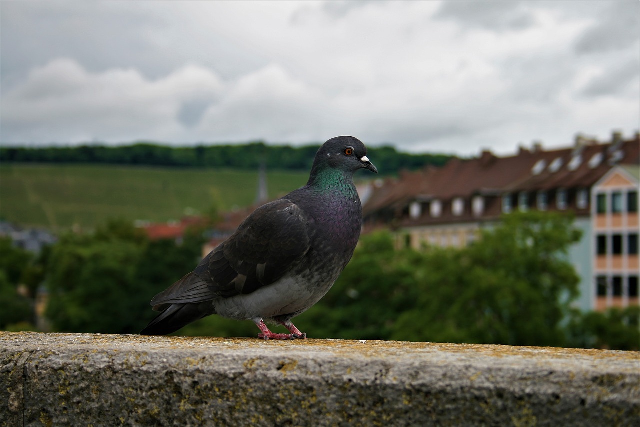 dove wall bird free photo