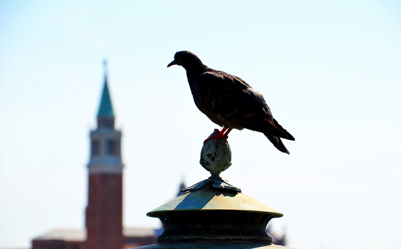 dove venice holidays free photo