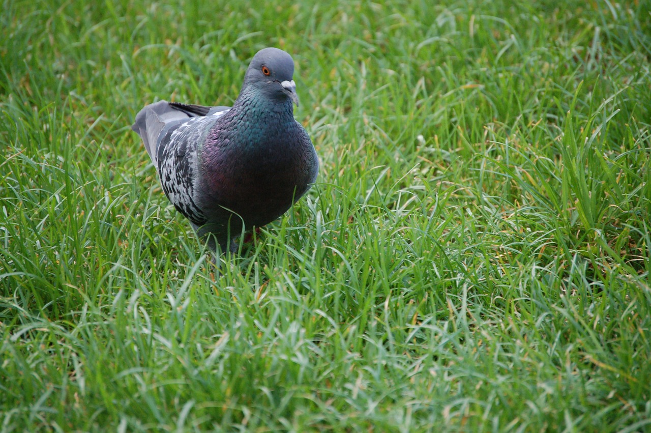 dove nature bird free photo