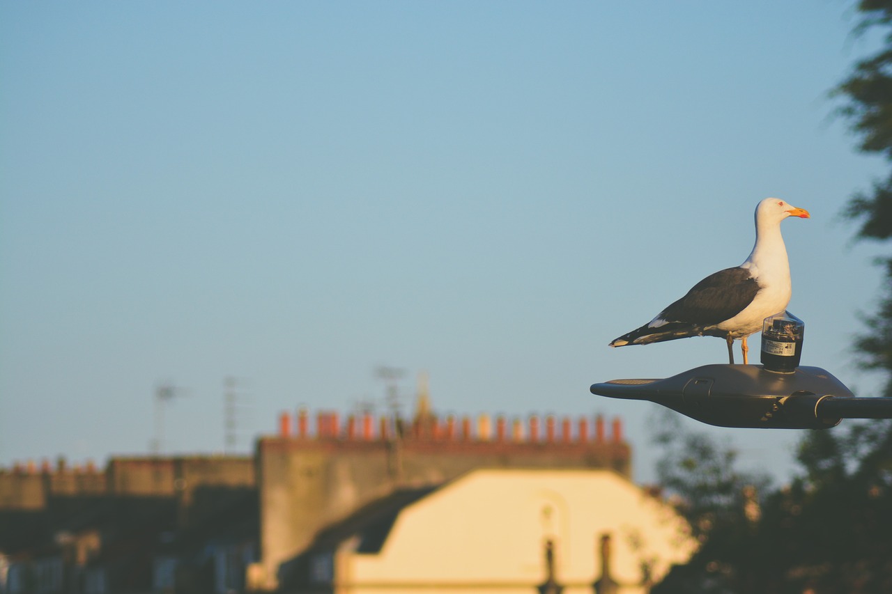 dove bird animal free photo