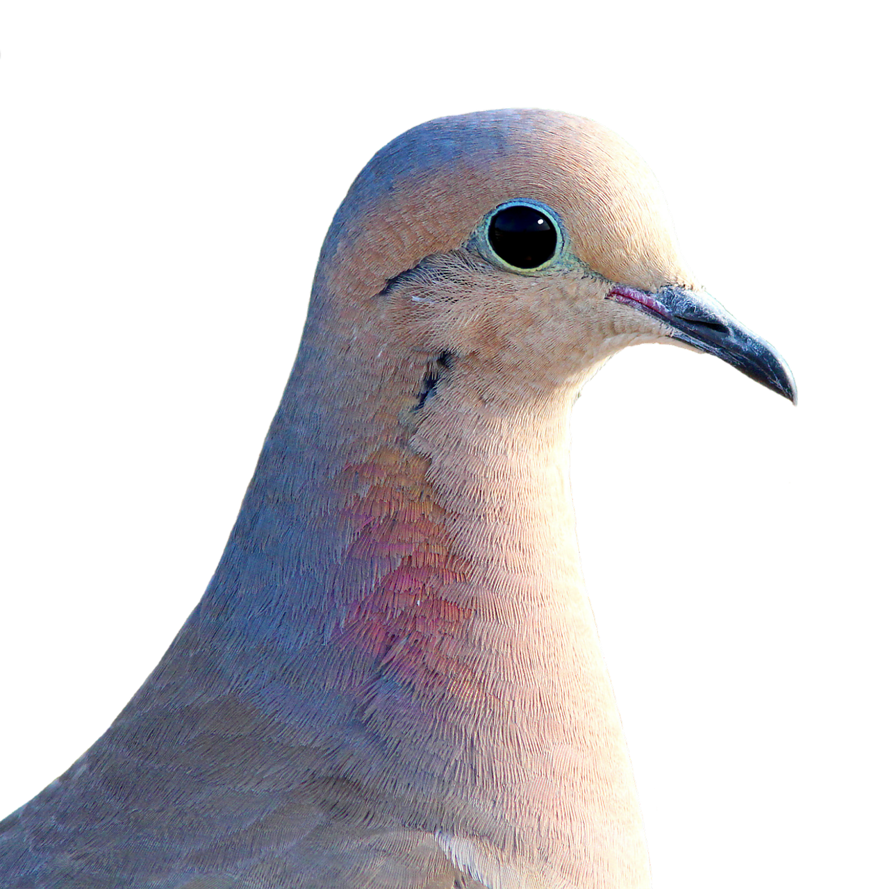 dove city pigeon collared free photo