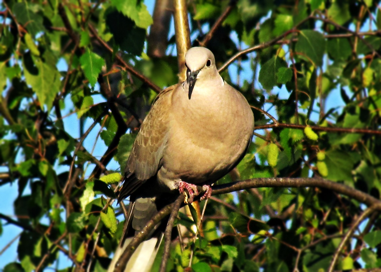 dove bird nature free photo