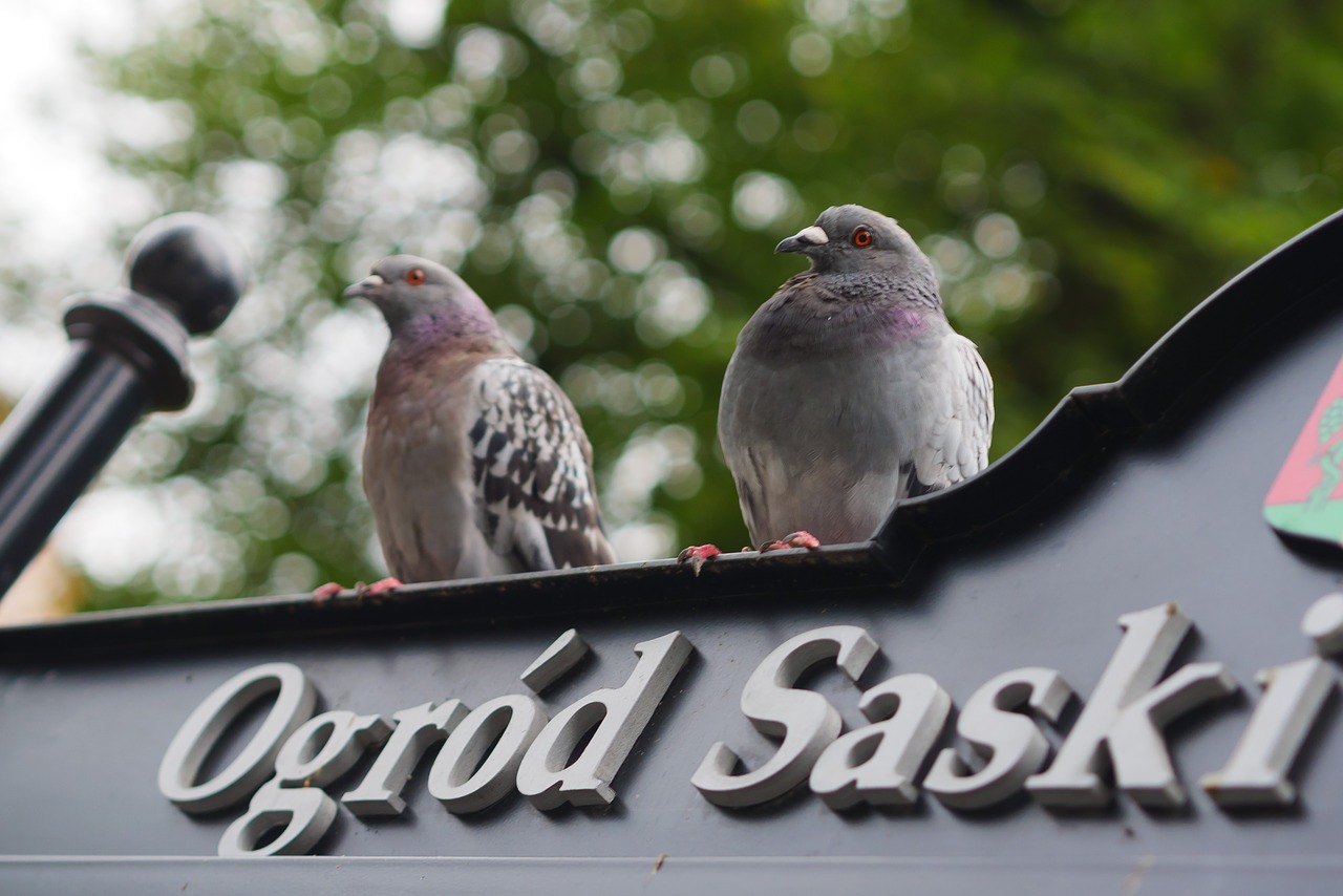 dove the saxon garden birds free photo