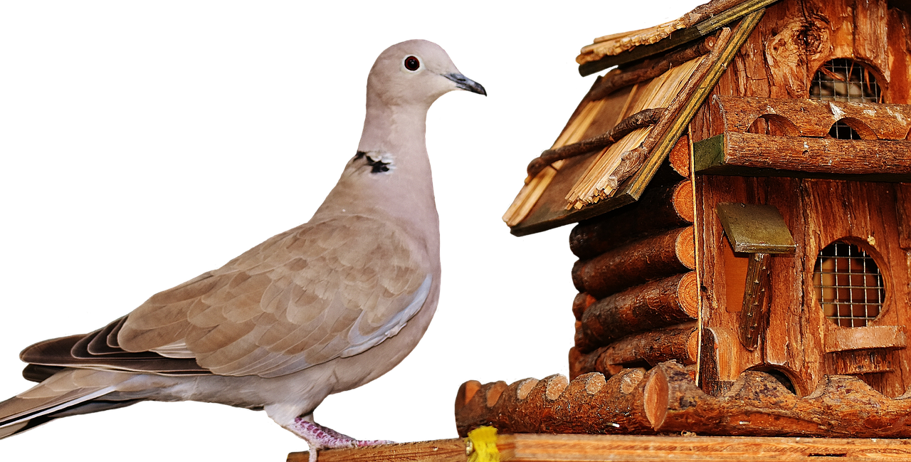 dove bird food free photo