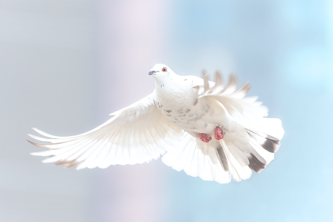 dove wild bird free photo