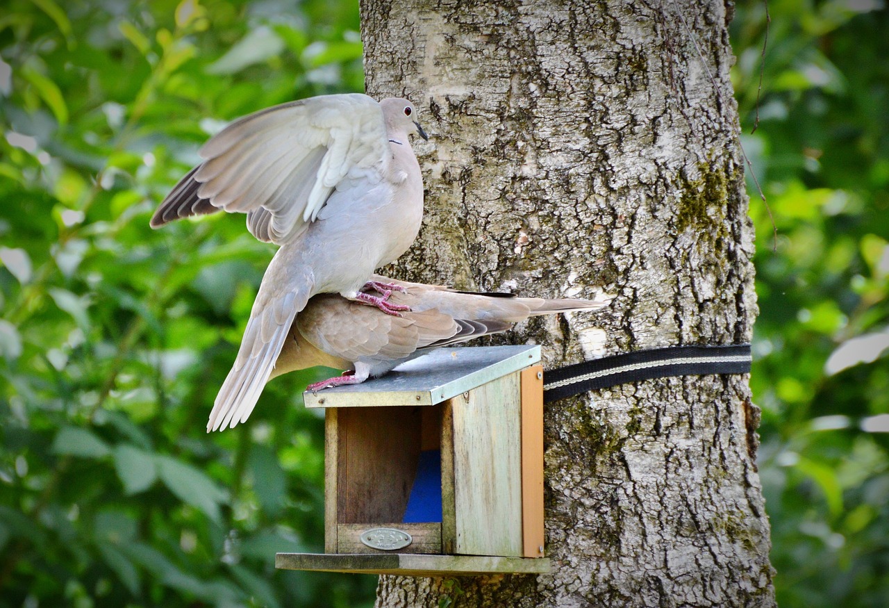 dove collared bird free photo