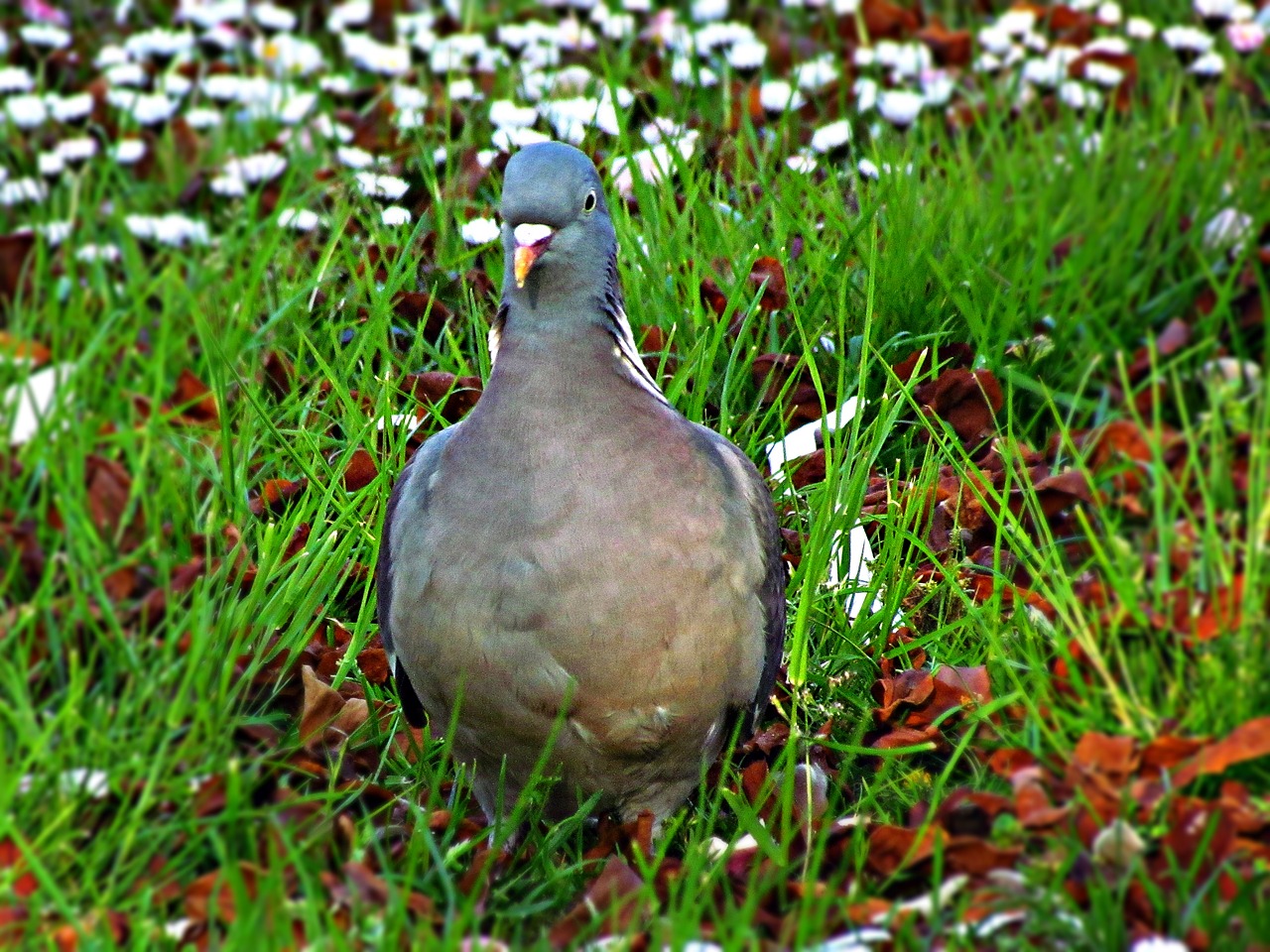 dove meadow field free photo