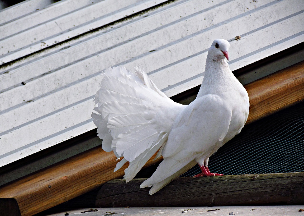 dove white bird free photo