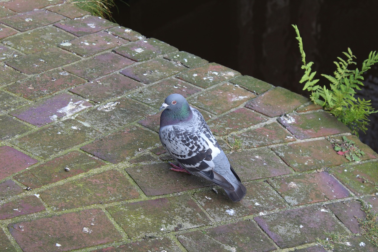 dove bridge nature free photo