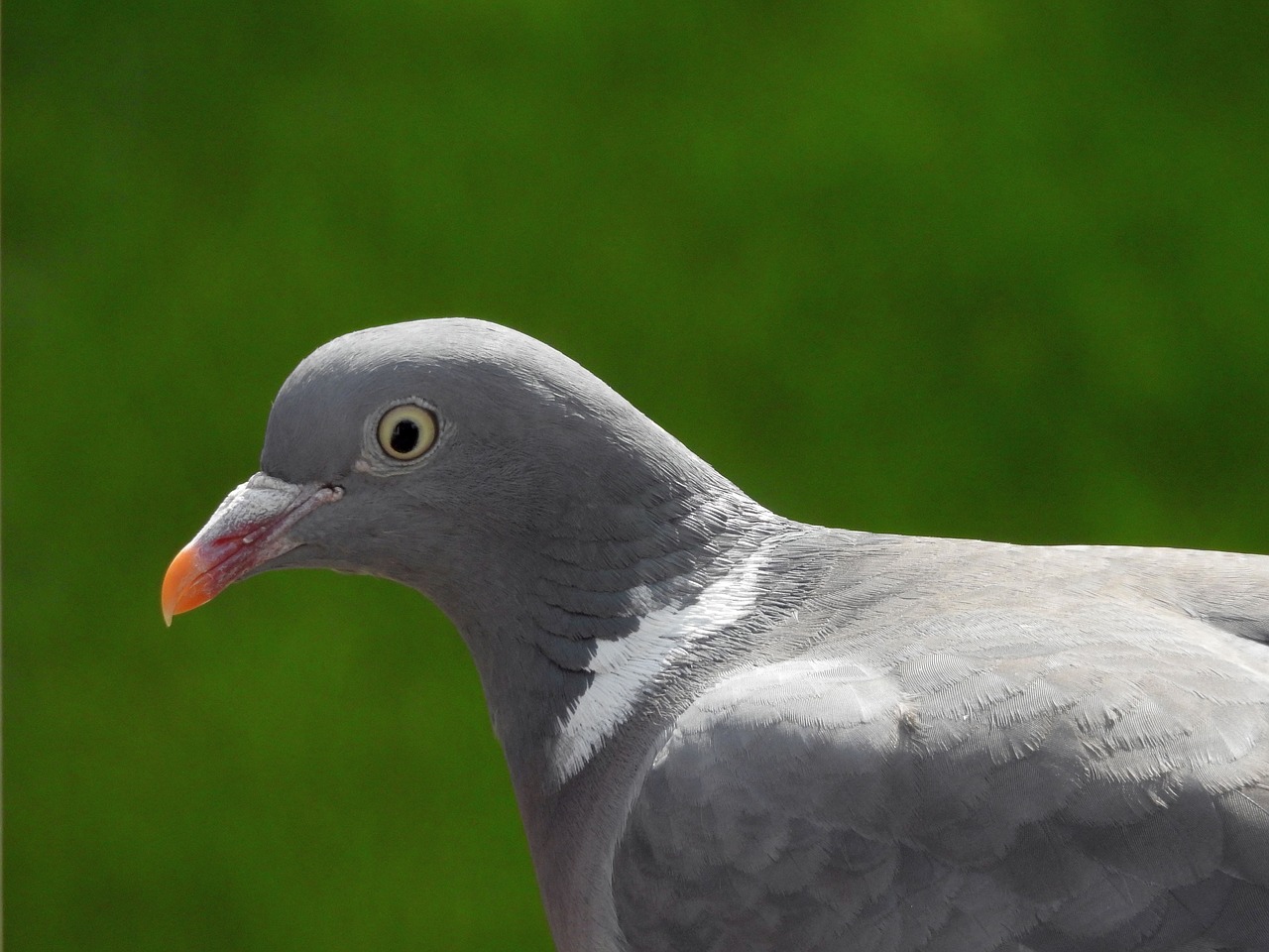 dove bird bird pigeon free photo