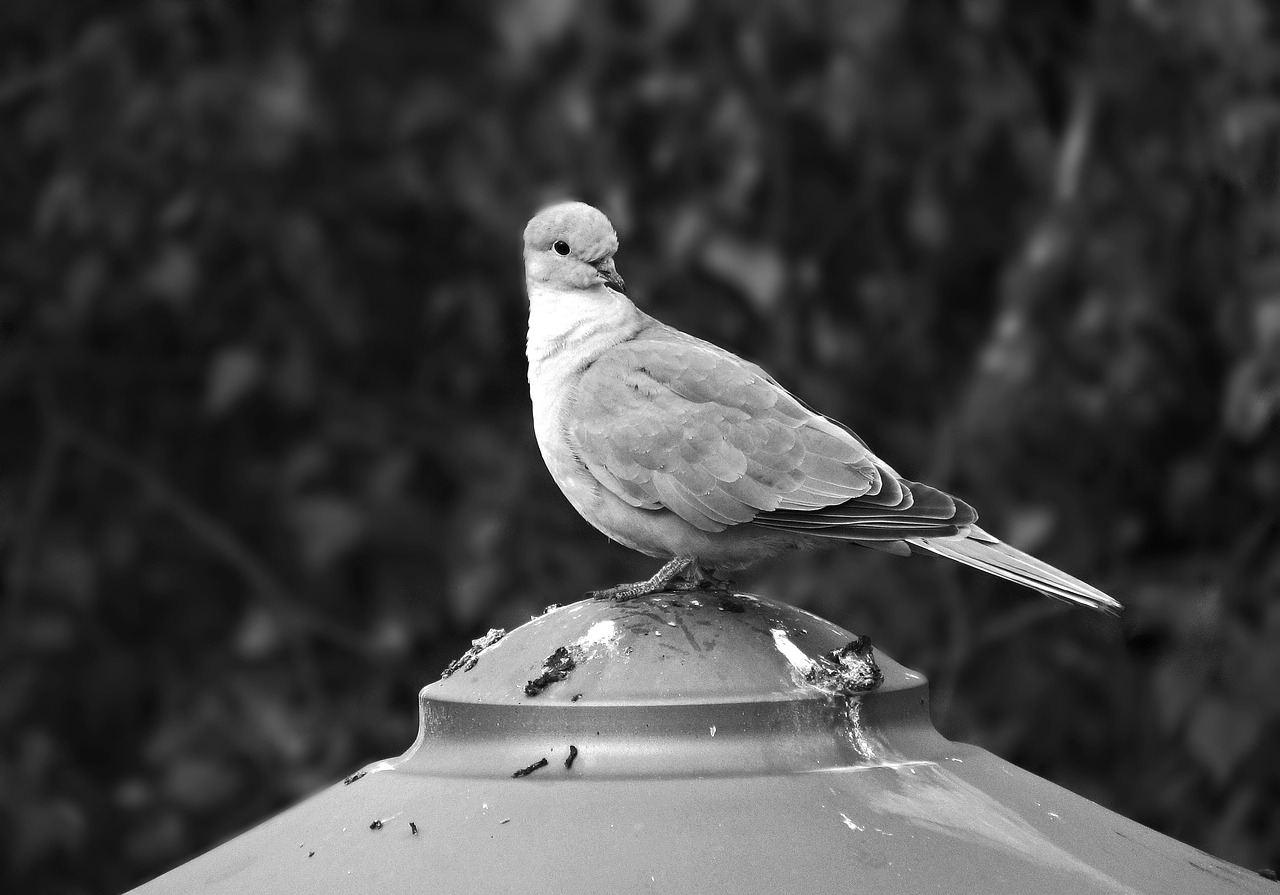 dove bird nature free photo