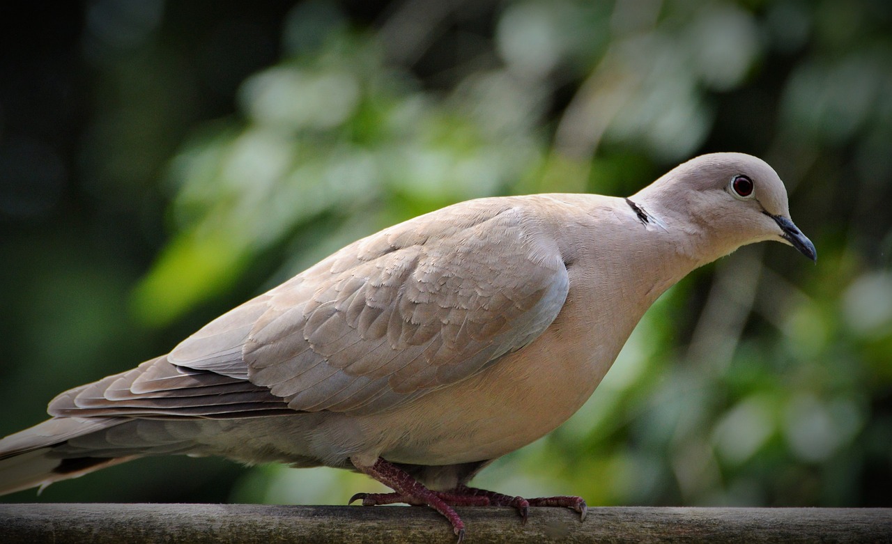 dove ringdove city pigeon free photo