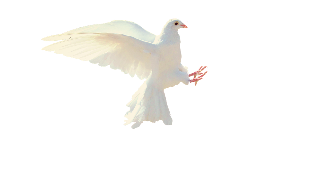 dove white isolated free photo